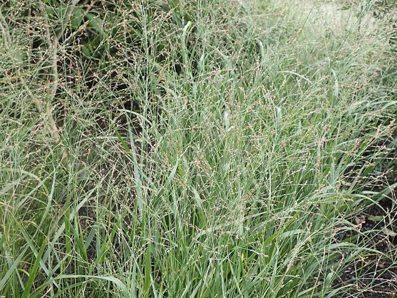 Switchgrass 'Cheyenne Sky' (Panicum virgatum 'Cheyenne Sky') in flower