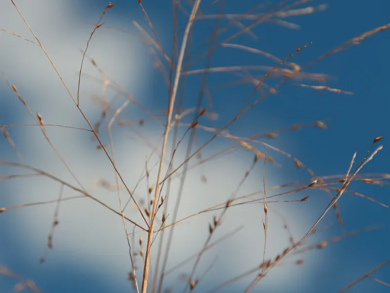 Switchgrass 'Cloud Nine' (Panicum virgatum 'Cloud Nine') in flower
