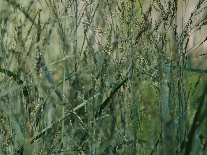 Switchgrass 'Heavy Metal' (Panicum virgatum 'Heavy Metal') in flower
