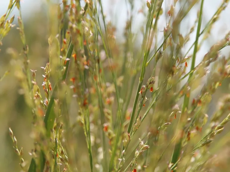 Switchgrass 'Northwind' (Panicum virgatum 'Northwind') in flower
