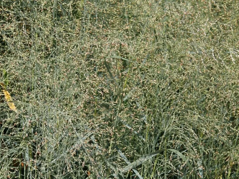Switchgrass 'Prairie Sky' (Panicum virgatum 'Prairie Sky') in flower