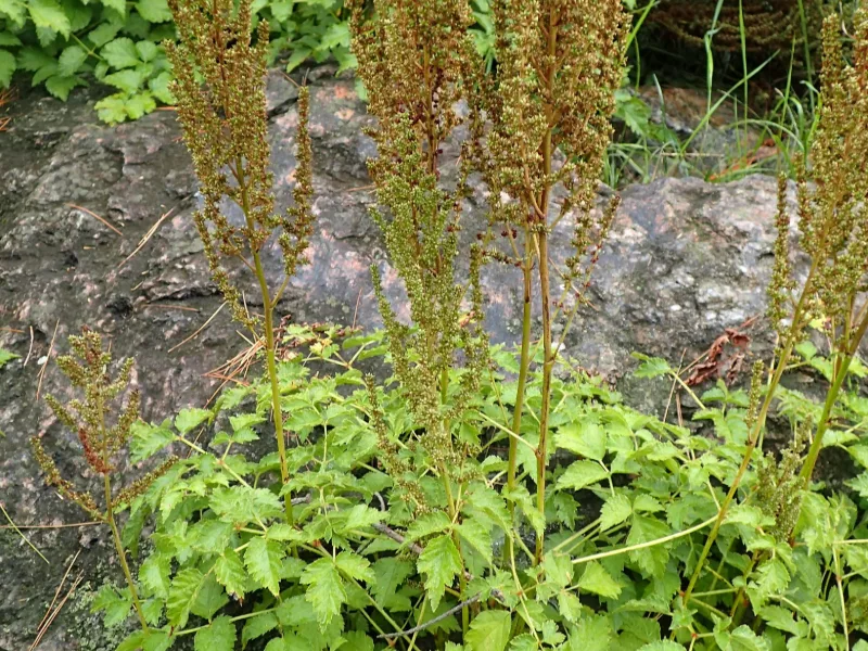 Tall astilbe 'Superba' (Astilbe chinensis var. taquetii 'Superba') in flower