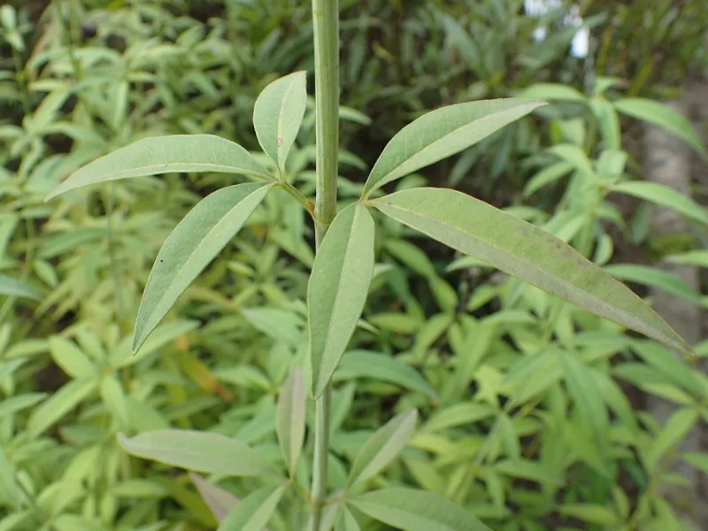 Tall coreopsis (Coreopsis tripteris) in flower
