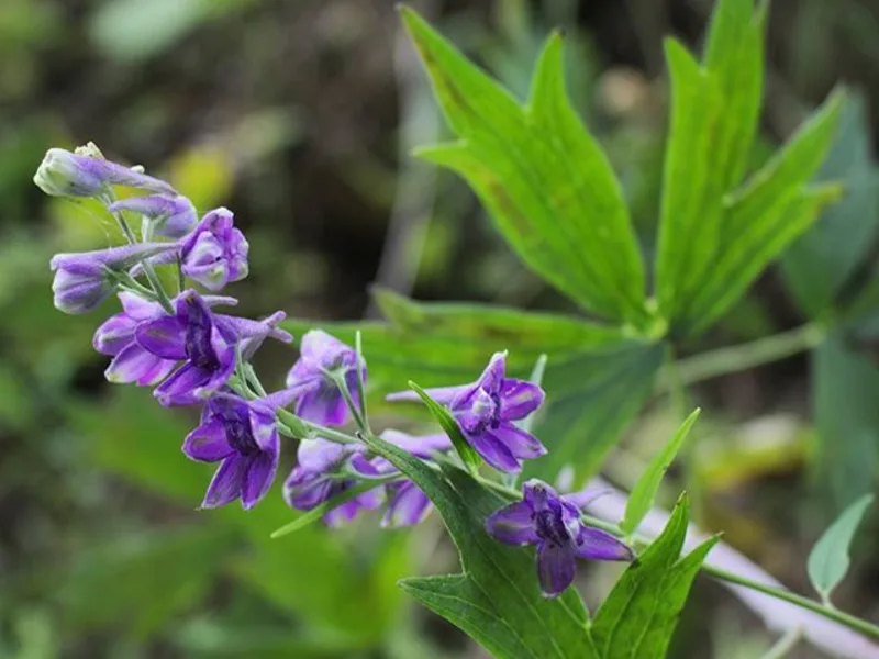 Tall larkspur (Delphinium exaltatum) in flower