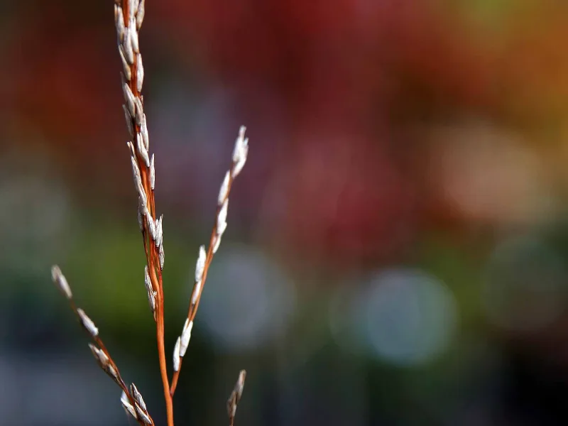 Tall moor grass 'Skyracer' (Molinia caerulea subsp. arundinacea 'Skyracer') in flower