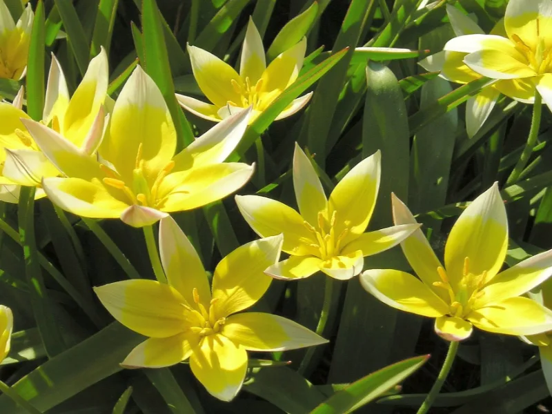 Tarda tulip (Tulipa tarda) in flower