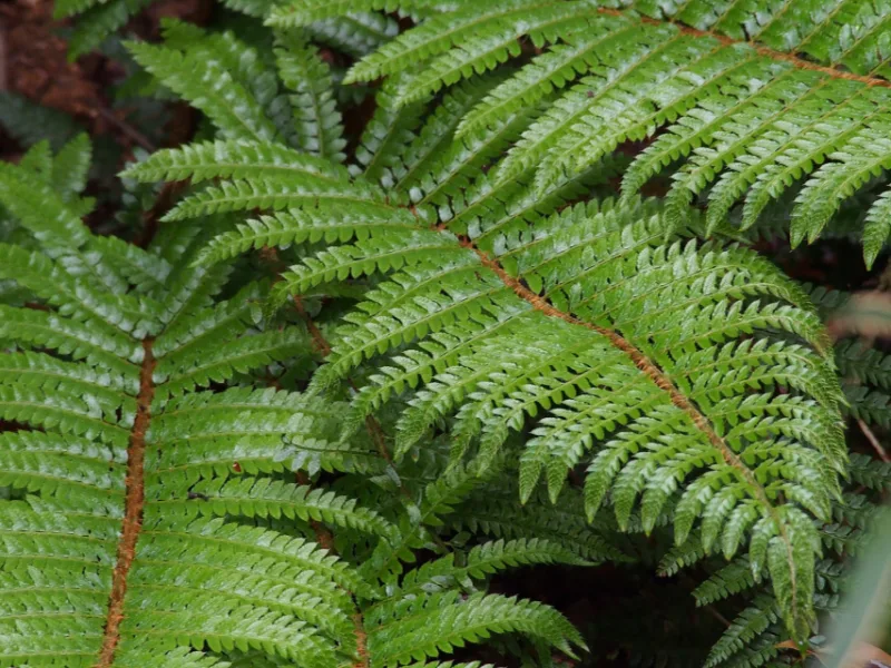 Tassel fern (Polystichum polyblepharum)