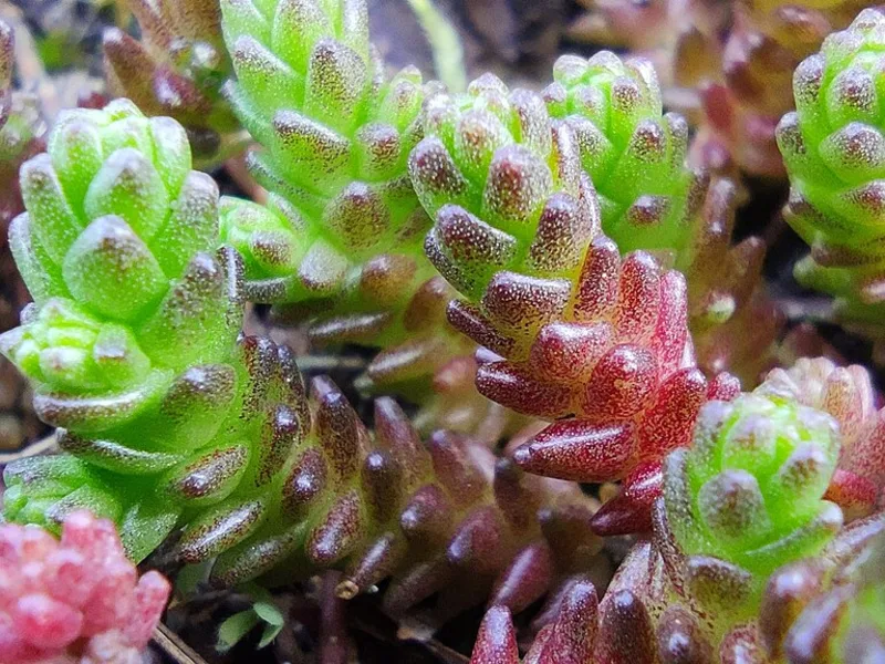 Tasteless stonecrop (Sedum sexangulare) in flower