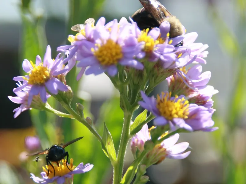 Tatarian aster 'Jindai' (Aster tataricus 'Jindai') in flower