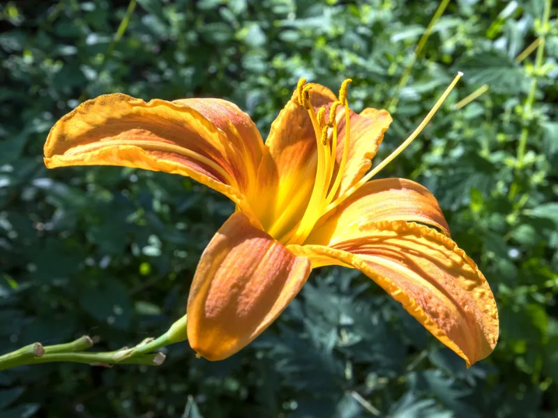 Tawny daylily (Hemerocallis fulva) in flower