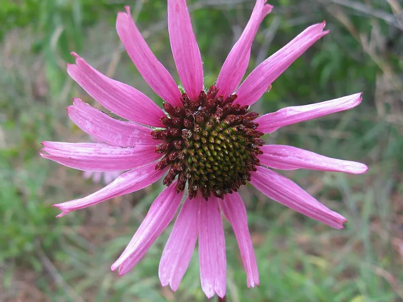 Tennessee coneflower (Echinacea tennesseensis) in flower