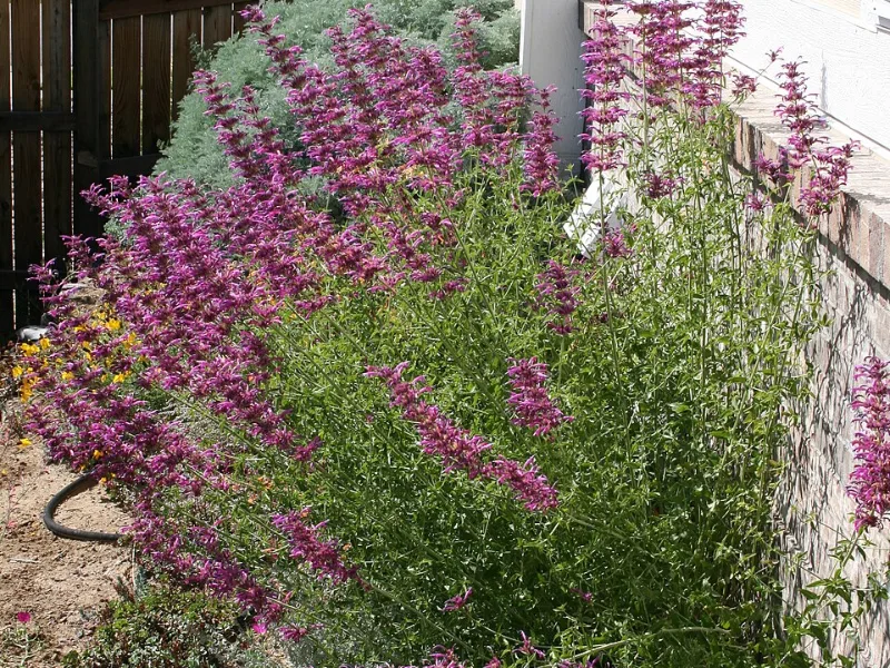 Texas hummingbird mint (Agastache cana) in flower