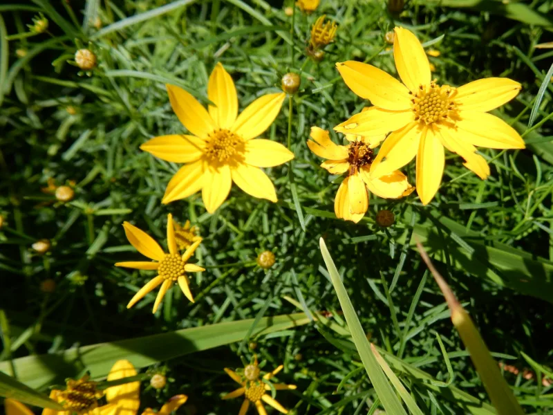 Threadleaf coreopsis 'Zagreb' (Coreopsis verticillata 'Zagreb') in flower