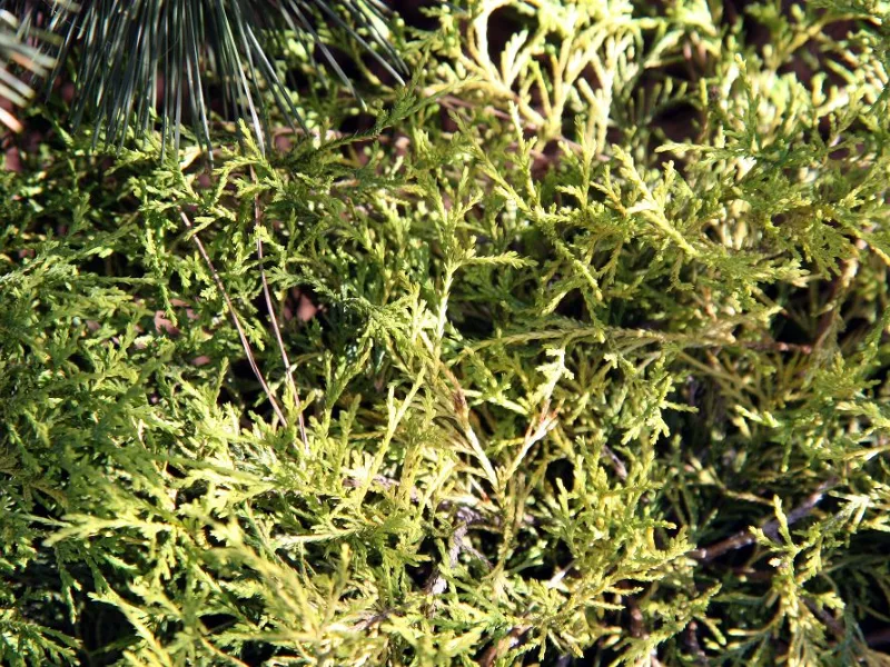 Threadleaf false cypress 'Golden Mop' (Chamaecyparis pisifera 'Golden Mop')