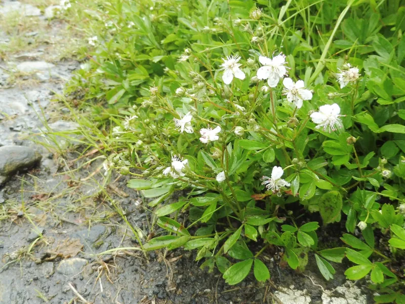 Three-toothed cinquefoil (Sibbaldiopsis tridentata) in flower