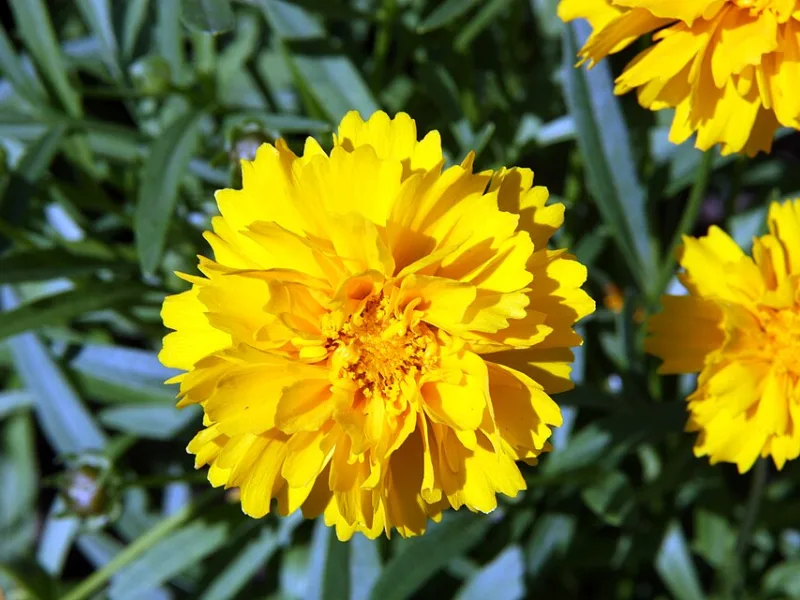 Tickseed 'Sunray' (Coreopsis grandiflora 'Sunray') in flower