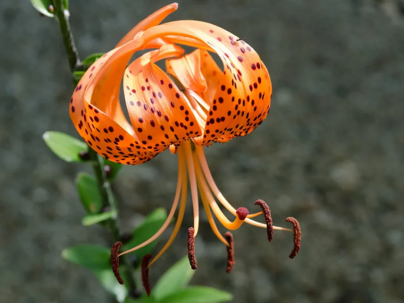 Tiger lily (Lilium lancifolium) in flower