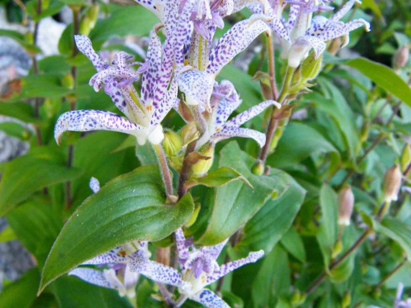 Toad lily (Tricyrtis hirta) in flower