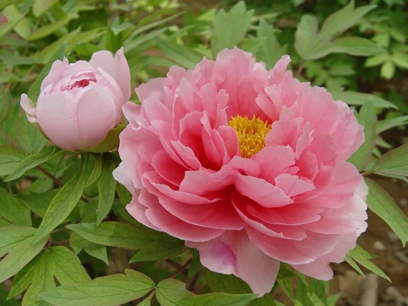 Tree peony (Paeonia suffruticosa) in flower
