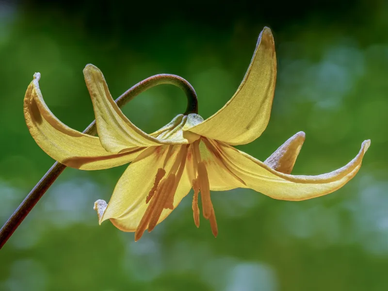 Trout lily 'Pagoda' (Erythronium 'Pagoda') in flower