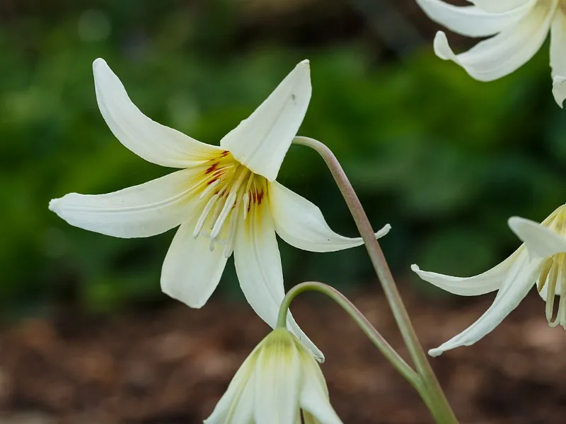 Fawn lily 'White Beauty' (Erythronium californicum 'White Beauty') in flower