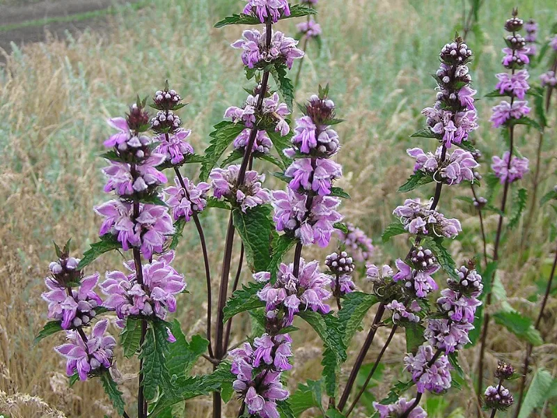 Tuberous Jerusalem sage (Phlomis tuberosa) in flower