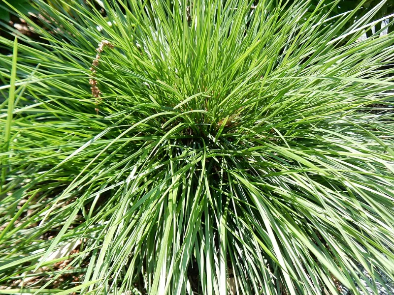 Tufted hair grass 'Goldtau' (Deschampsia cespitosa 'Goldtau') in flower