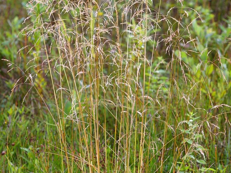 Tufted hair grass (Deschampsia cespitosa) in flower