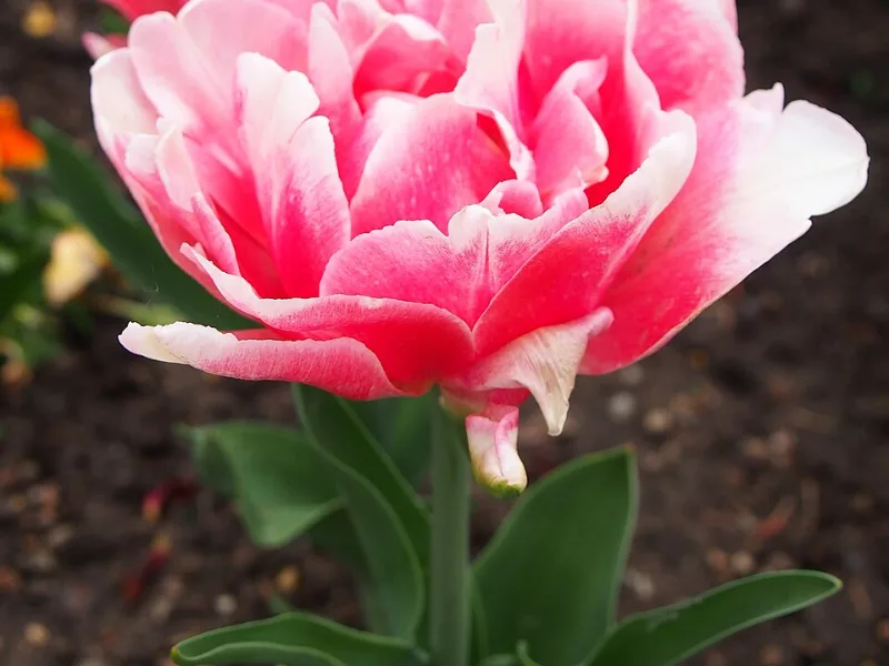 Tulip 'Angelique' (Tulipa 'Angelique') in flower