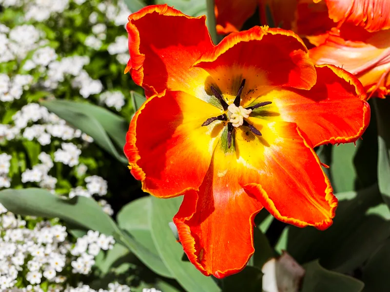 Tulip 'Apeldoorn' (Tulipa 'Apeldoorn') in flower