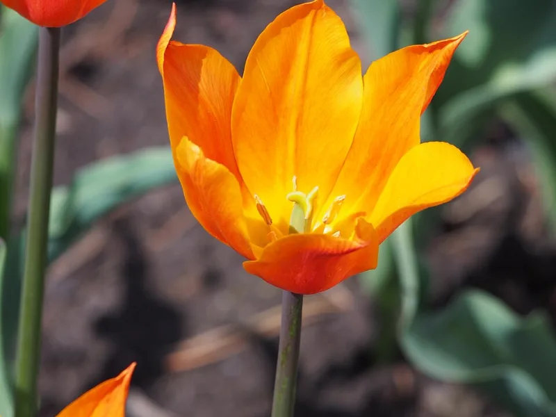 Tulip 'Ballerina' (Tulipa 'Ballerina') in flower