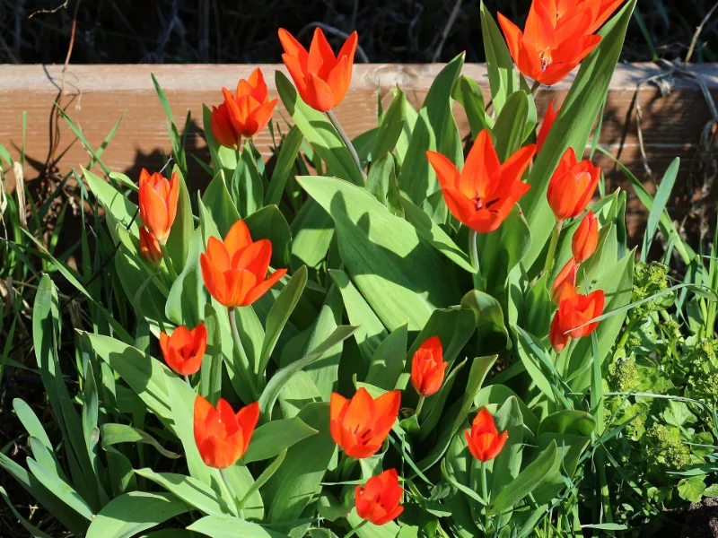 Tulip 'Fusilier' (Tulipa praestans 'Fusilier') in flower