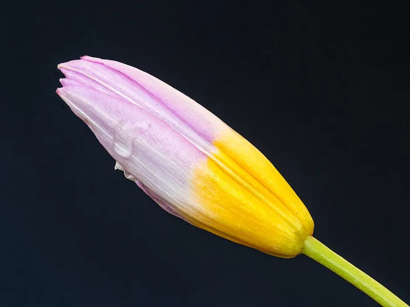 Tulip 'Lilac Wonder' (Tulipa saxatilis 'Lilac Wonder') in flower