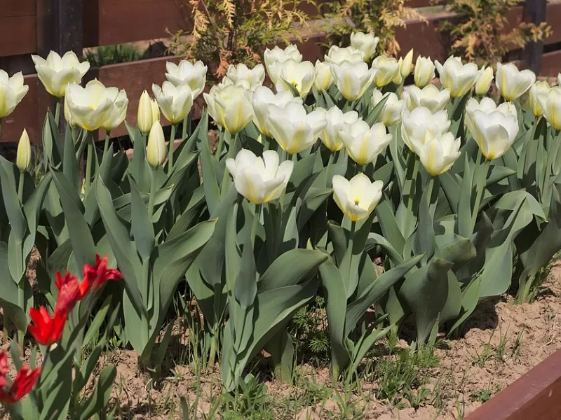 Tulip 'Purissima' (Tulipa 'Purissima') in flower