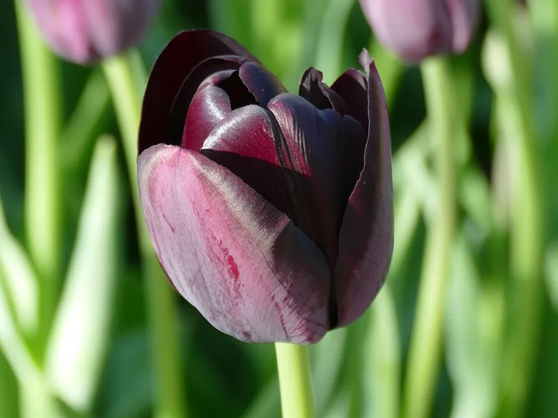 Tulip 'Queen of Night' (Tulipa 'Queen of Night') in flower