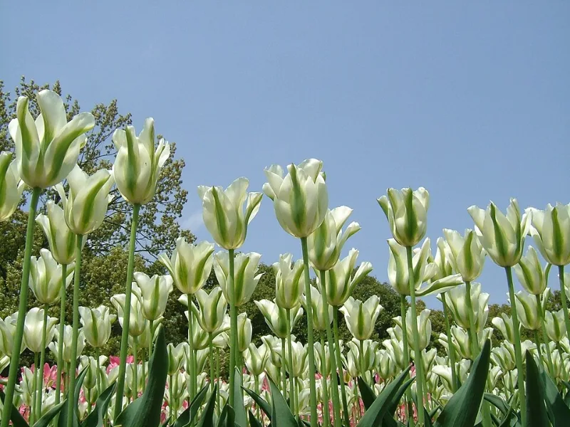 Tulip 'Spring Green' (Tulipa 'Spring Green') in flower