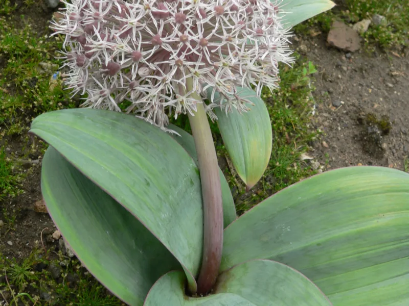 Turkestan onion (Allium karataviense) in flower