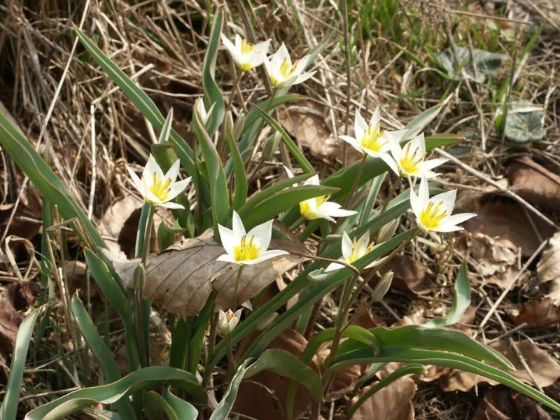 Turkestan tulip (Tulipa turkestanica) in flower