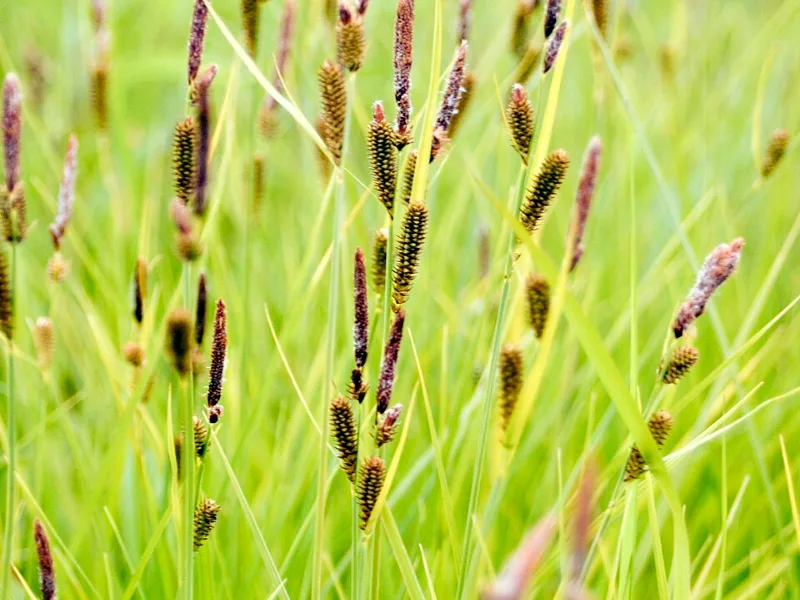 Tussock sedge (Carex stricta)