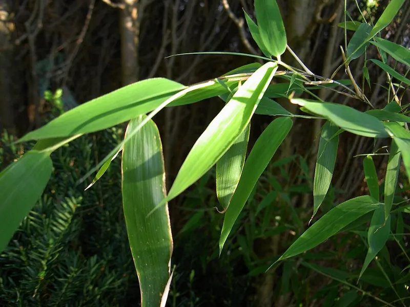 Umbrella bamboo (Fargesia murielae)