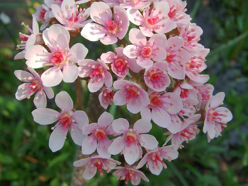 Umbrella plant (Darmera peltata)