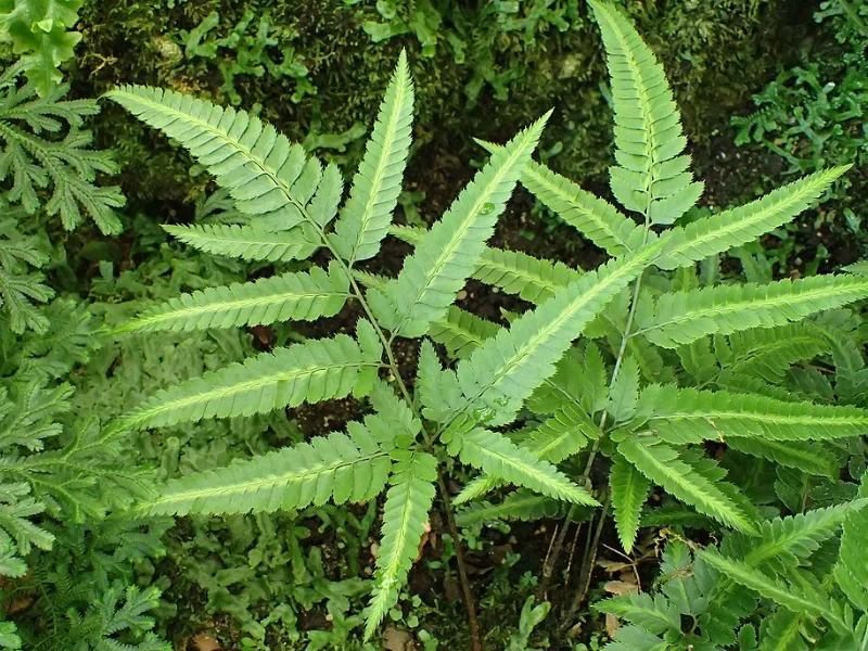 Variegated shield fern (Arachniodes simplicior 'Variegata')