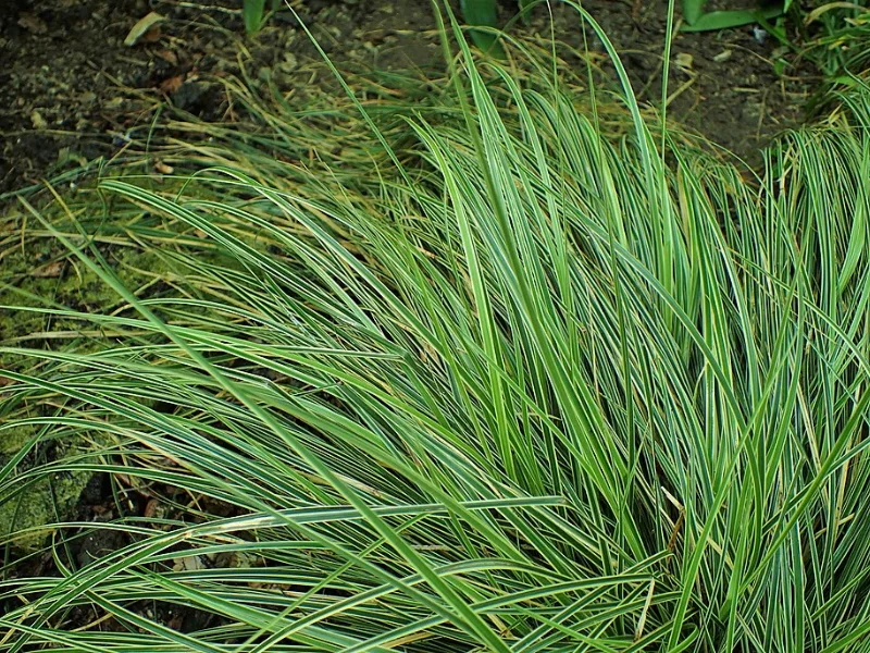 Variegated Japanese sedge (Carex morrowii 'Variegata')