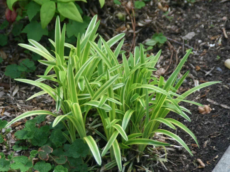 Variegated lilyturf (Liriope muscari 'Variegata') in flower