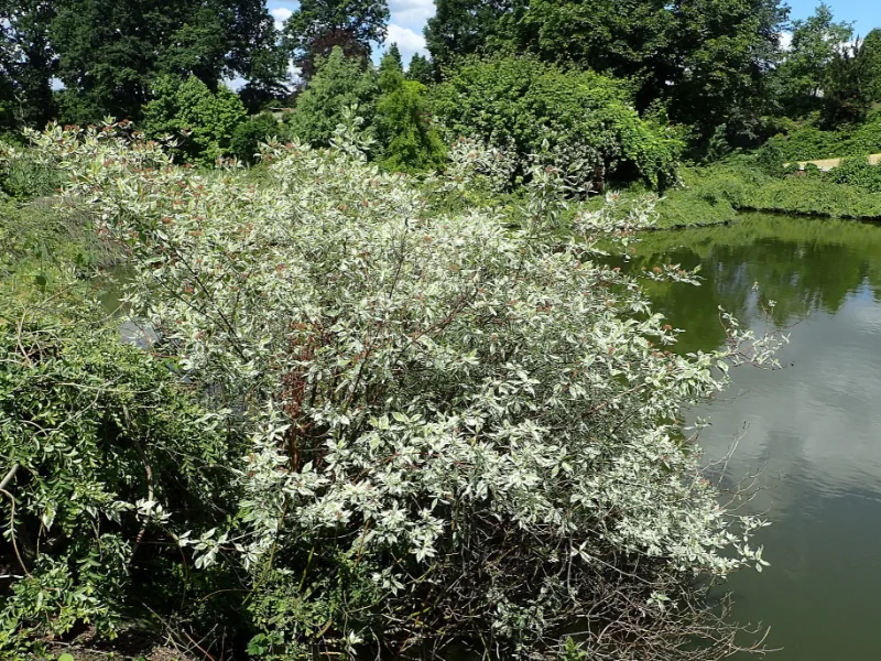 Variegated red twig dogwood (Cornus alba 'Elegantissima')