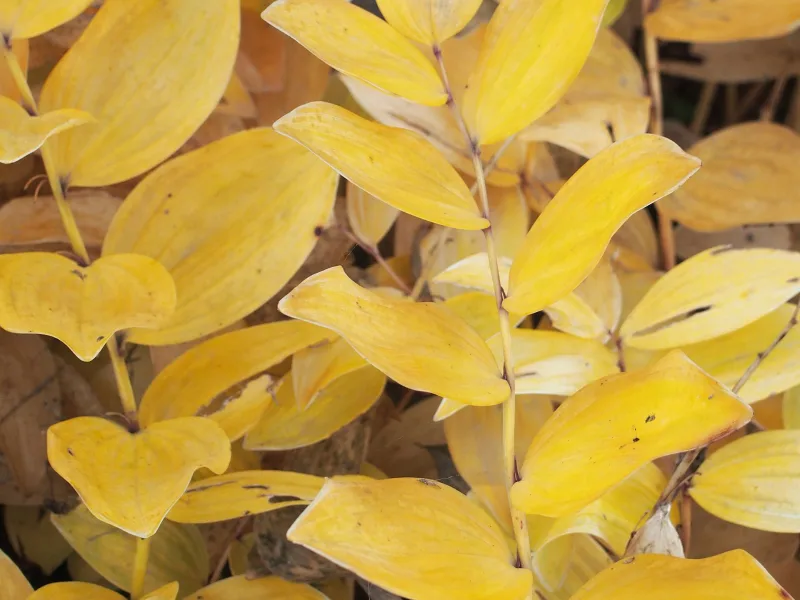 Variegated Solomon's seal (Polygonatum odoratum var. pluriflorum 'Variegatum') in flower