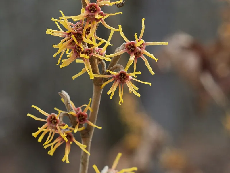 Vernal witch hazel (Hamamelis vernalis) in flower