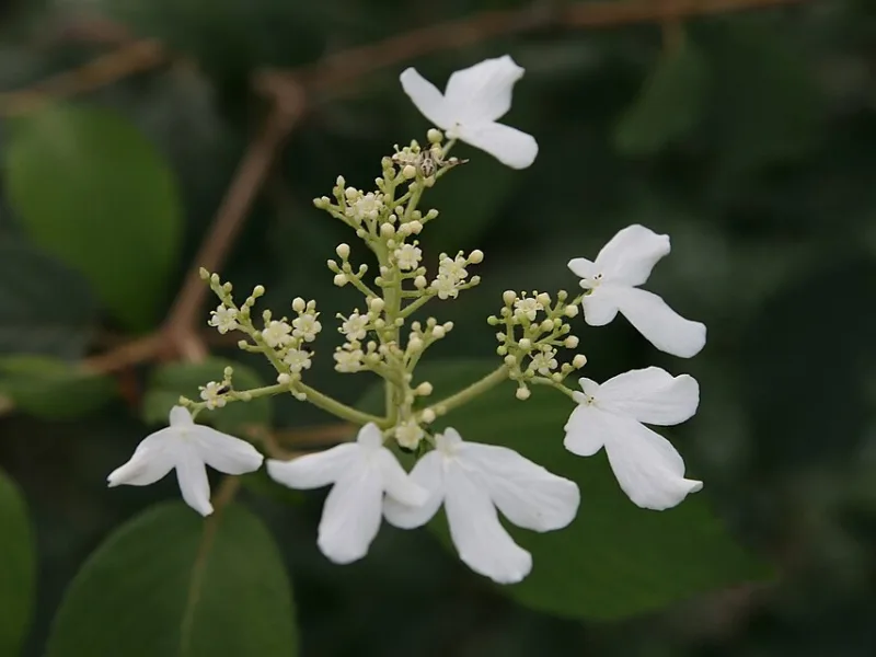 Viburnum 'Summer Snowflake' (Viburnum plicatum f. tomentosum 'Summer Snowflake') in flower