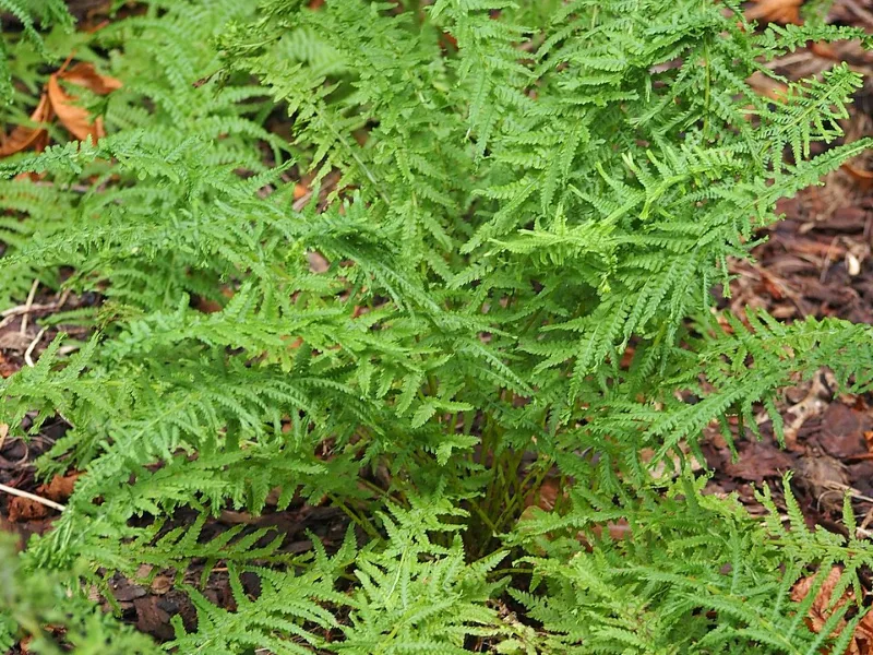 Victorian lady fern (Athyrium filix-femina 'Victoriae')