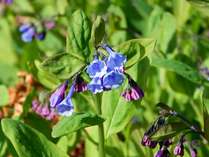 Virginia bluebells (Mertensia virginica) in flower